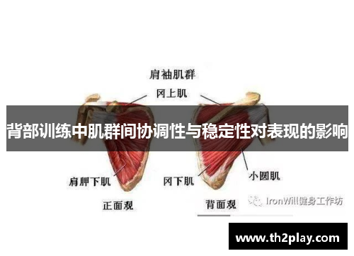 背部训练中肌群间协调性与稳定性对表现的影响